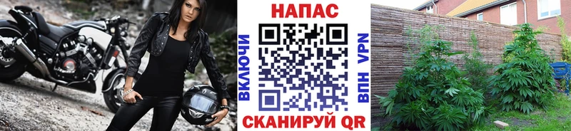 Бошки марихуана план  Кимовск 